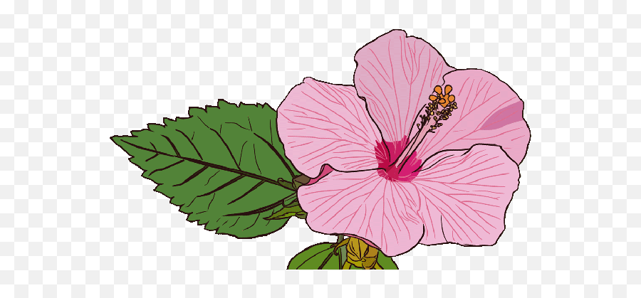 Fresh Hibiscus Tea Animated Flower Gif - Hibiscus Gif Emoji,Hibiscus Emoji