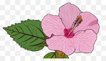 Fresh Hibiscus Tea Animated Flower Gif - Hibiscus Gif Emoji,Hibiscus Emoji