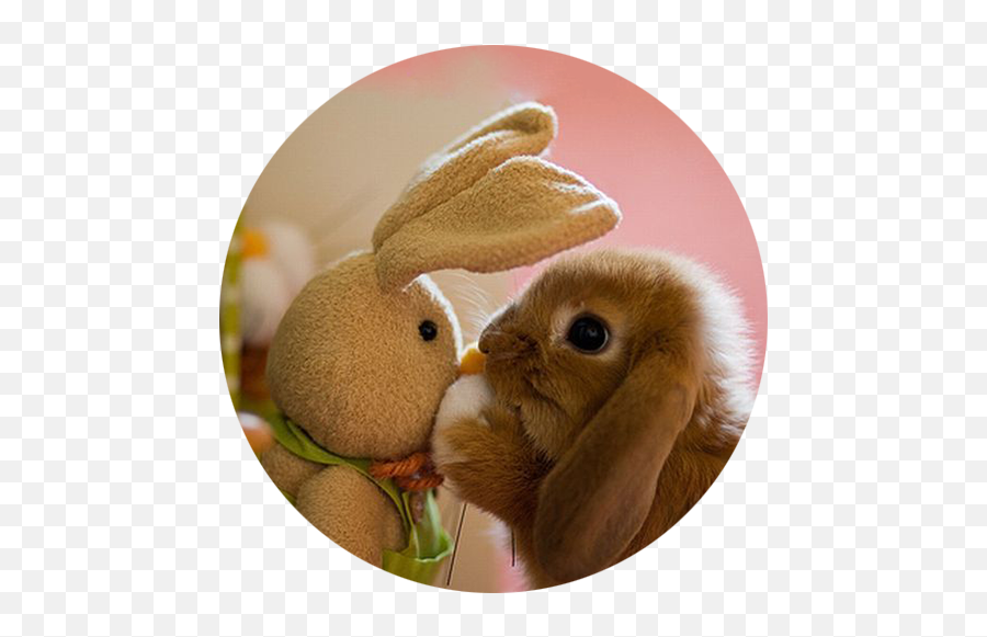 El Lenguaje De Los Conejos - Rabbit Happy Easter Cute Emoji,Emoticon Saca Lengua Y Ando Besito