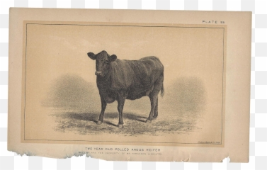 Bull Cattle Ox Fauna Snout - Bull Png Download 18001800 Cattle Emoji,Bull Emoji
