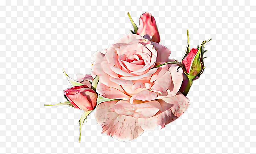 Flower Flor Png - Pink Rose Sticker With Clear Background Emoji,Flores Emojis Png