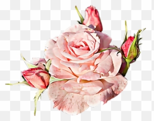 Flower Flor Png - Pink Rose Sticker With Clear Background Emoji,Flores Emojis Png
