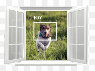 Emotional Value Of Pets Is Underestimated - Pets And People Emoji,Love Emotion Human Animals