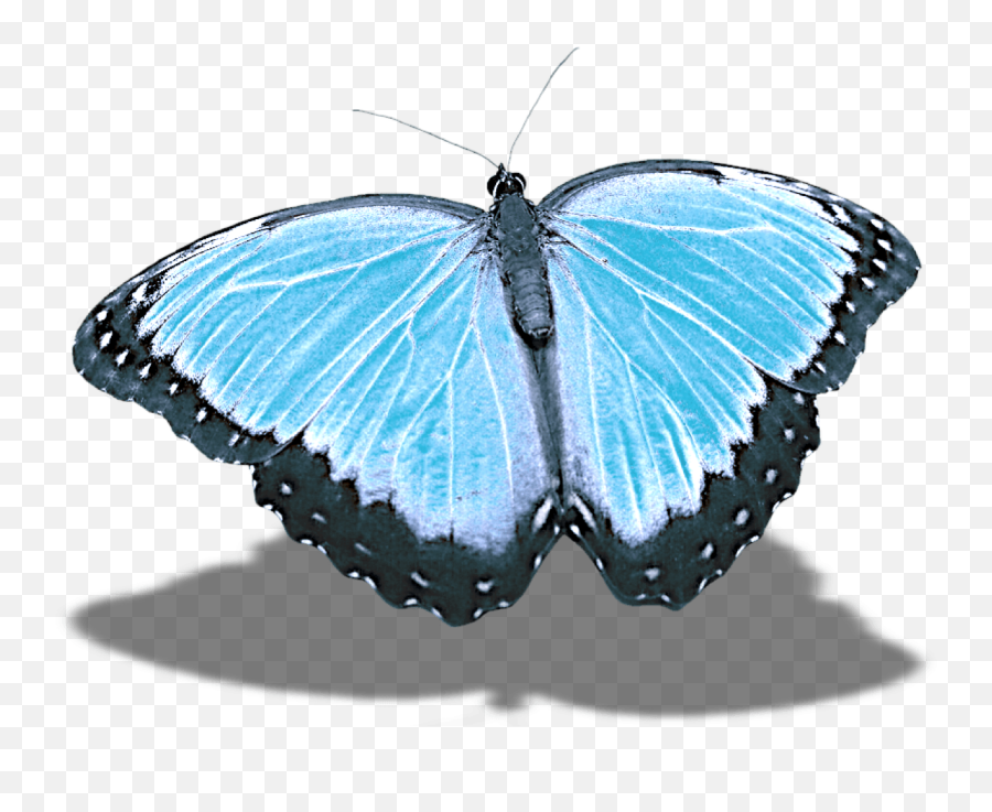 Emotions The Curiousworthy - Butterfly With Shadow Png Transparent Emoji,Emotion Roaring Emotion