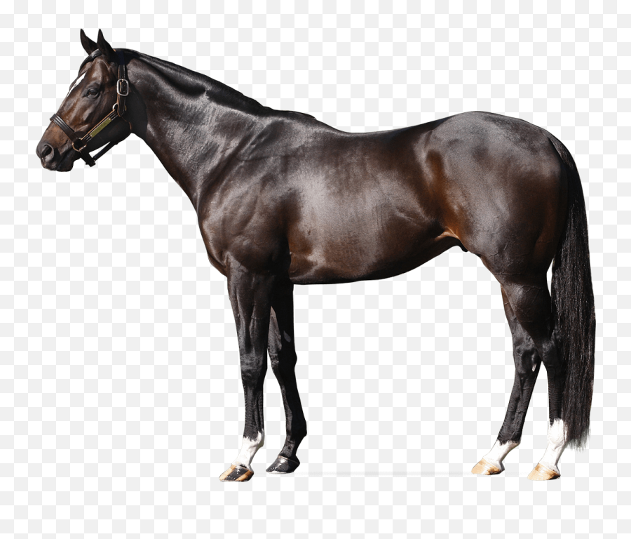 Dialed In U2013 Darby Dan Farm Emoji,Facebook Racehorse Emoticon