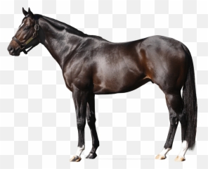 Dialed In U2013 Darby Dan Farm Emoji,Facebook Racehorse Emoticon