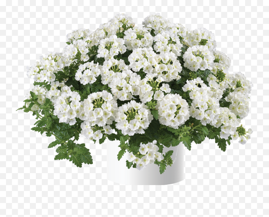 White - Verbena Vanessa White Emoji,Salvia Sallyfun Blue Emotion