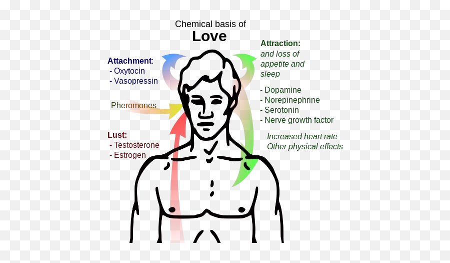 How Does A Personu0027s Presence Make You Feel Calm - Quora Chemical Basis Of Love Emoji,What Emotion Does This Make You Feel Lust