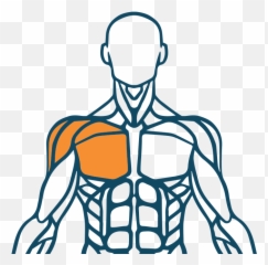 Body Map - Clipart Best Human Muscular System Illustration Back Emoji,Blank Body Map Emotions