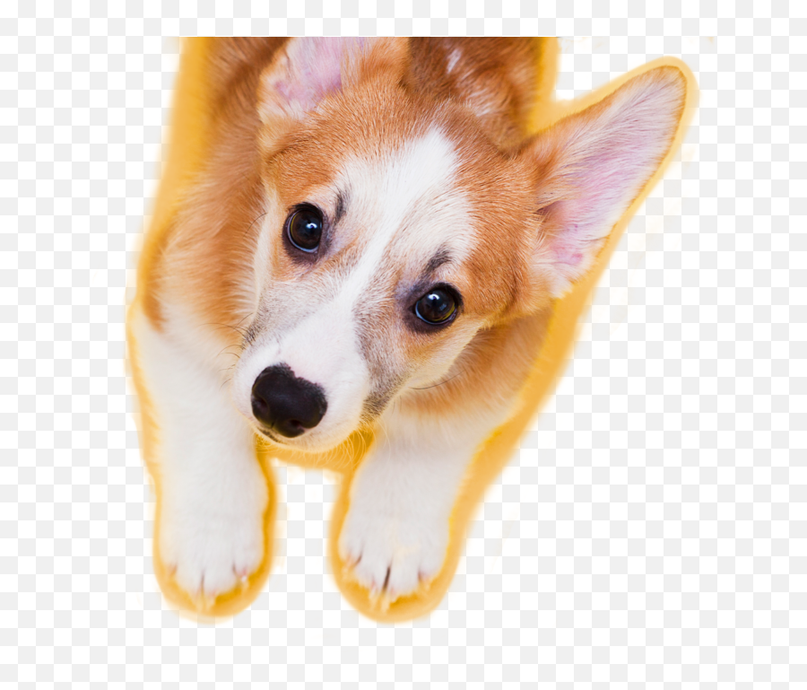 Personalized Dog Food Premium Dog Food Just Right 20 Emoji,Nmber Text Emoticon Corgi