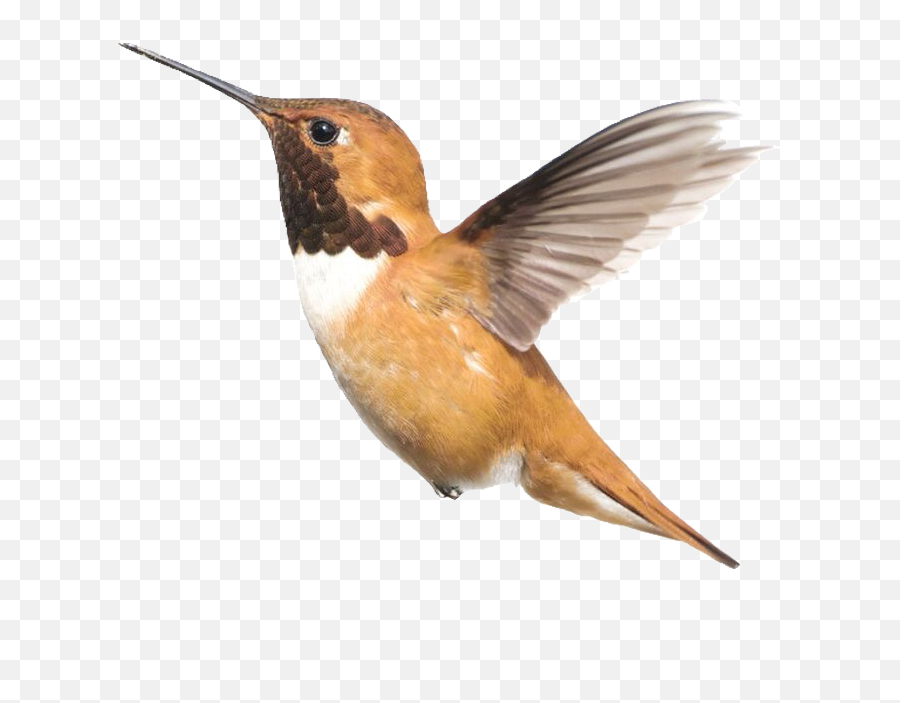 Hummingbird Bird Pngs Png Sticker - Aesthetic Bird Emoji,Hummingbird Emoji