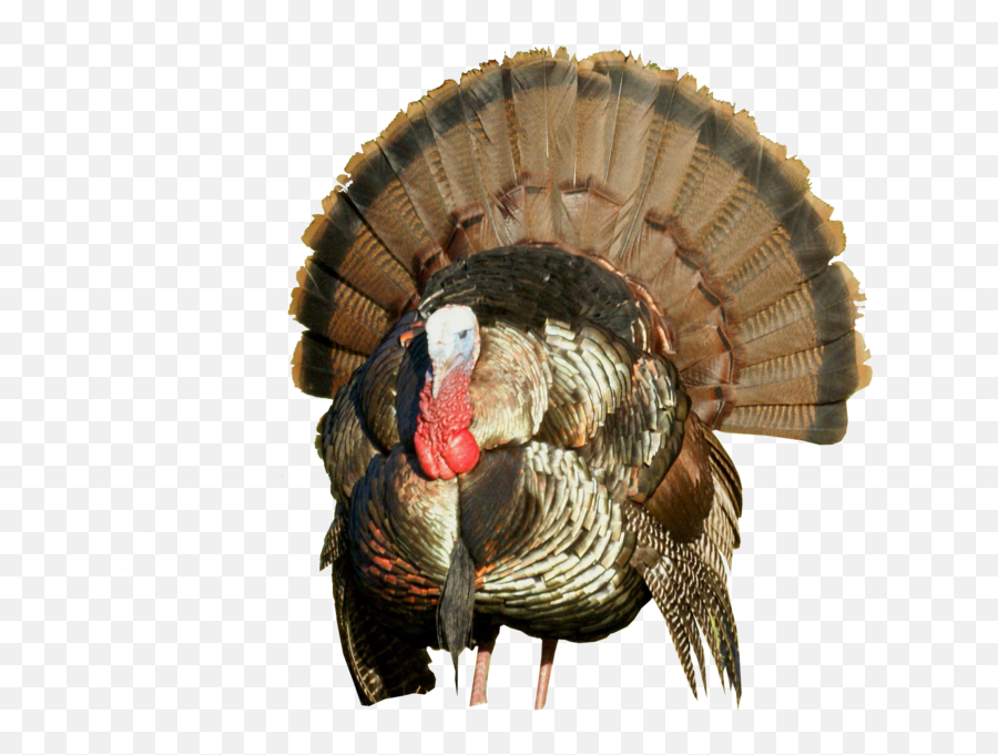 Turkey Hd Perfect Cut Psd Official Psds - Turkey Png Hd Emoji,Turkey Emoji Images