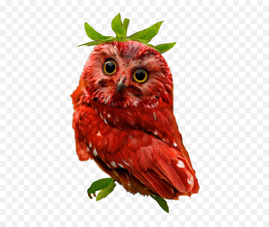 Scowl Owl Voting Sticker By Yesyeshernandez - Búhos Tiernos Emoji,Scowl Emoji