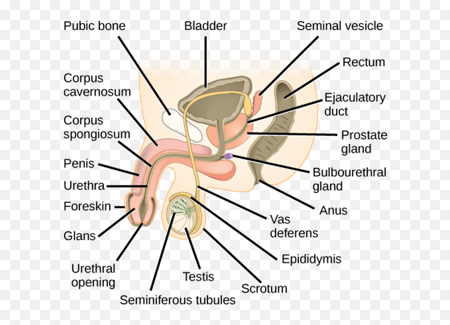 223 Structures Of The Male Reproductive System - Biology Label The Parts Of The Male And Female Reproductive System Draw Both Pictures In Hour Notebook Emoji,Emoticon For Female Genitalia