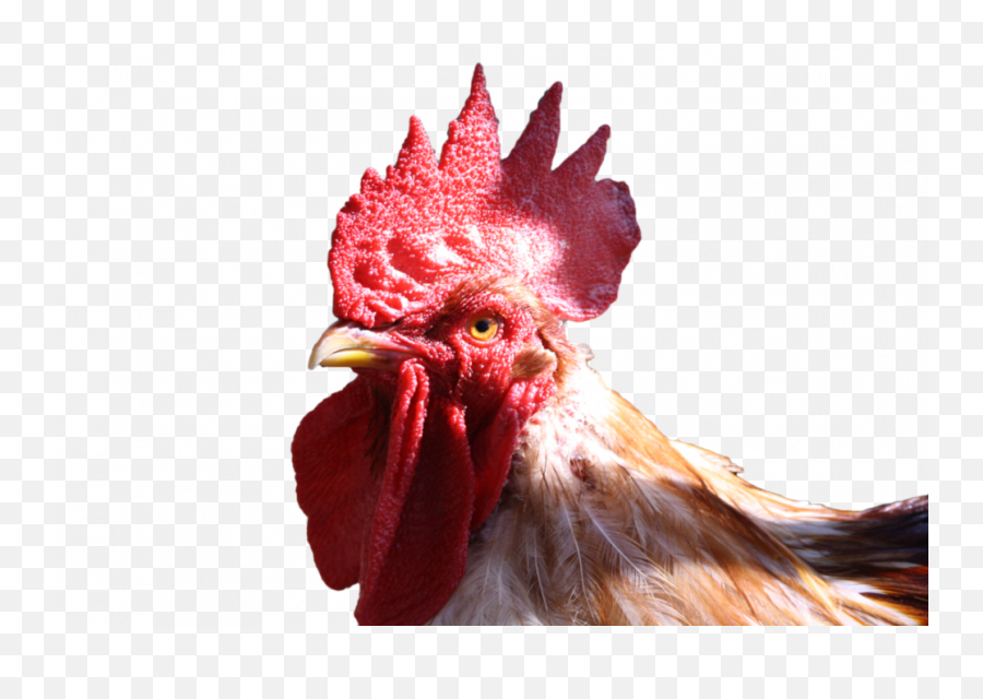 Cock Png Image U2013 Png Lux - Chicken Rooster Head Png Emoji,Cockaroch Emoji