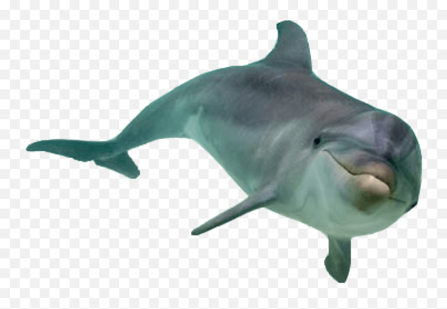 Real Dolphin Pnglib U2013 Free Png Library - Dolphin Png Emoji,Dolphin Emoji Vector