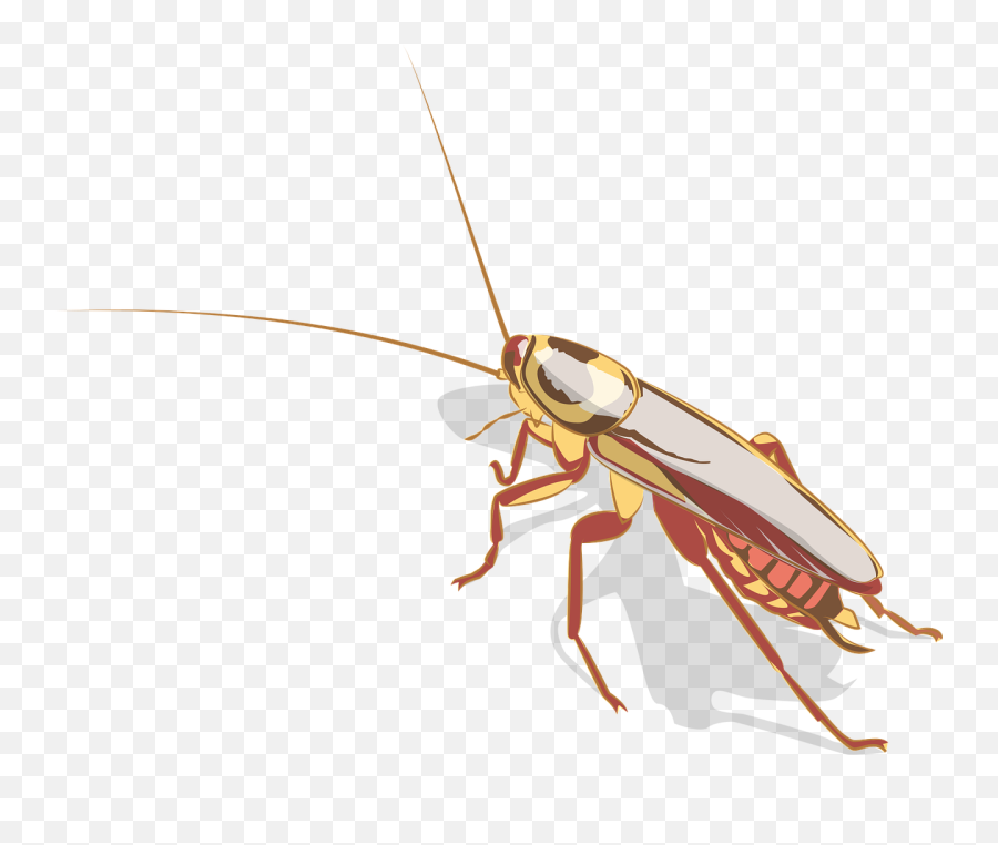 Cockroach Insect Animal - Kitab Ko Kitne Pair Hote Hain Emoji,Facebook Cockroach Emoticon