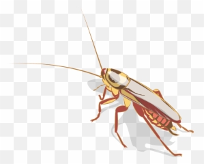 Cockroach Insect Animal - Kitab Ko Kitne Pair Hote Hain Emoji,Facebook Cockroach Emoticon