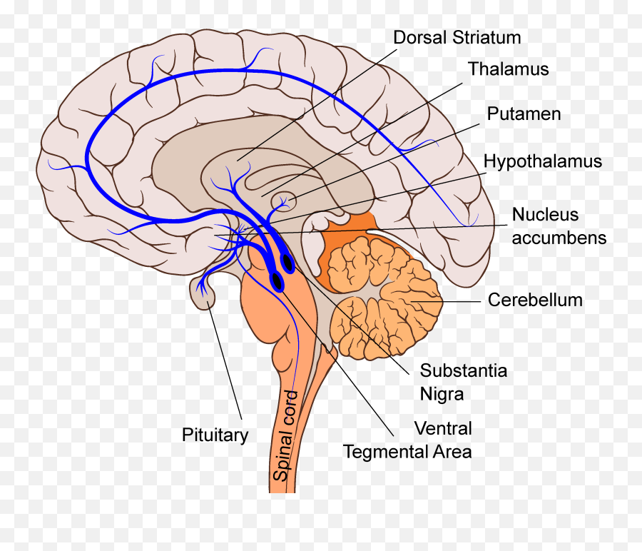 Pitt Medical Neuroscience - Central Serotonin System Emoji,Neurotransmitters And Emotions