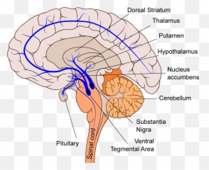 Pitt Medical Neuroscience - Central Serotonin System Emoji,Neurotransmitters And Emotions