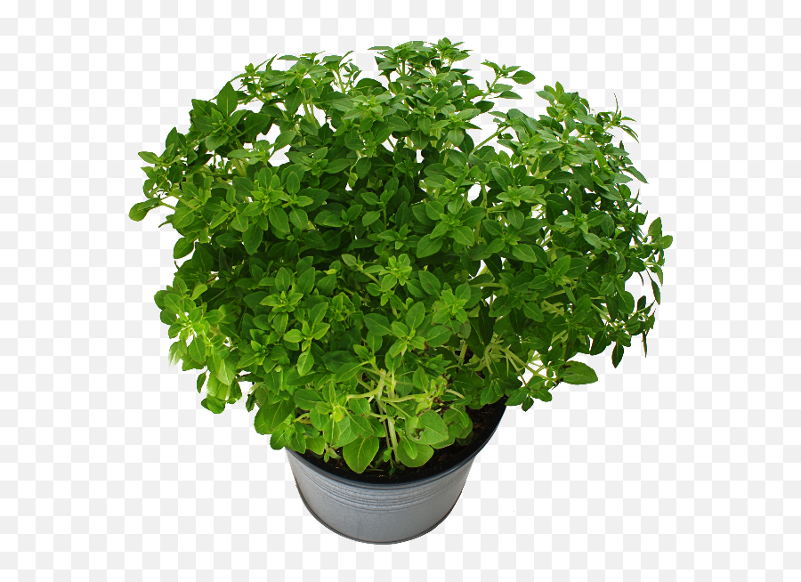 Potted Plant With Green Leaves Png Free Isolated - Objects Floor Pot Top View Png Emoji,Pot Leaf Emoji
