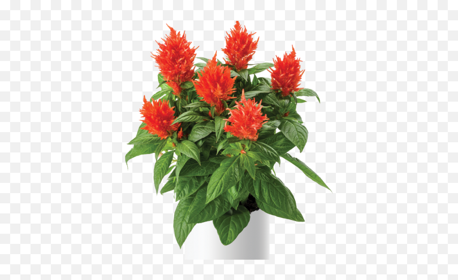 Fire Orange - Flowerpot Emoji,Salvia Sallyfun Blue Emotion