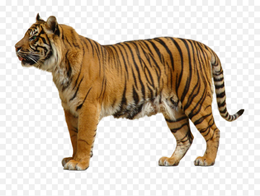 Tiger Png Official Psds - Tiger Png Emoji,Cute Tiger Emoji Transparent