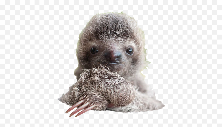 Sloth Png Free Image U2013 Png Lux - Costa Rica Sloth Baby Emoji,Cute Watercolor Emojis
