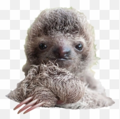 Sloth Png Free Image U2013 Png Lux - Costa Rica Sloth Baby Emoji,Cute Watercolor Emojis