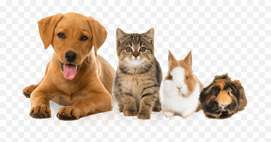 Veterinarian Louisville - Animals Vet Emoji,Dog Emotion Committed To Human Pig