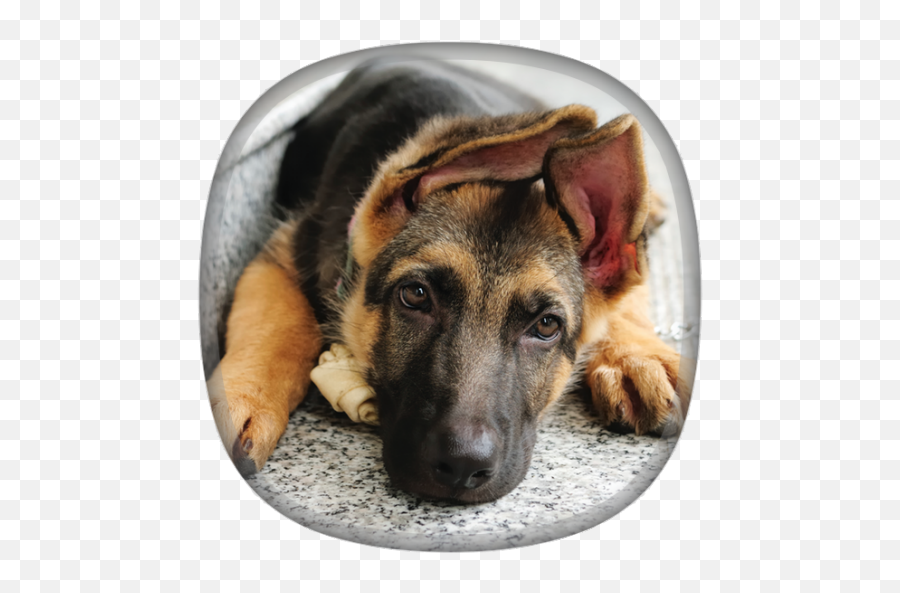 German Shepherd Wallpapersfor Android - Puppy German Shepherds Cute Emoji,Gsd German Shepard Emojis