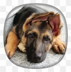 German Shepherd Wallpapersfor Android - Puppy German Shepherds Cute Emoji,Gsd German Shepard Emojis