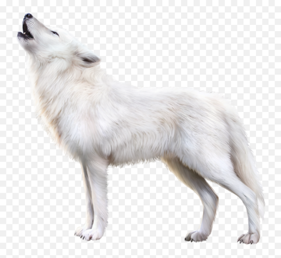 The Most Edited White Wolf Picsart - White Fox Image Png Emoji,Arctic Fox Laughing Emoji