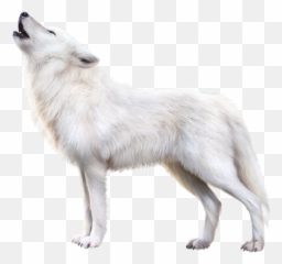 The Most Edited White Wolf Picsart - White Fox Image Png Emoji,Arctic Fox Laughing Emoji