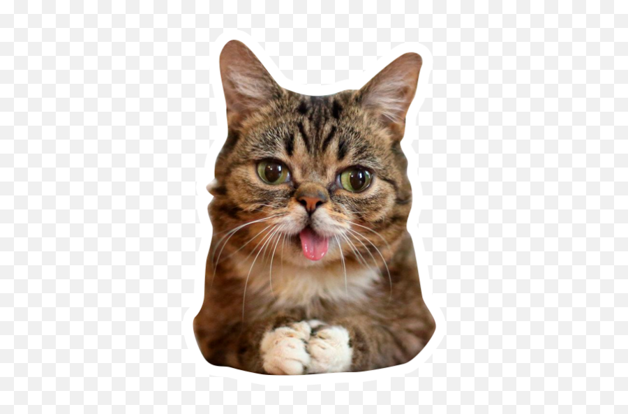 Sticker Maker - Grumpy Cat Y Lil Bub Emoji,Grey Tabby Emojis