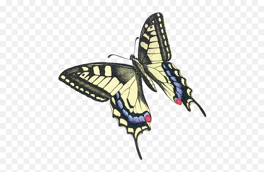 Wood Legacy Llc The Official Website Of Wood Legacy Llc - Old World Swallowtail Emoji,Emotion Butterflies