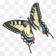Wood Legacy Llc The Official Website Of Wood Legacy Llc - Old World Swallowtail Emoji,Emotion Butterflies