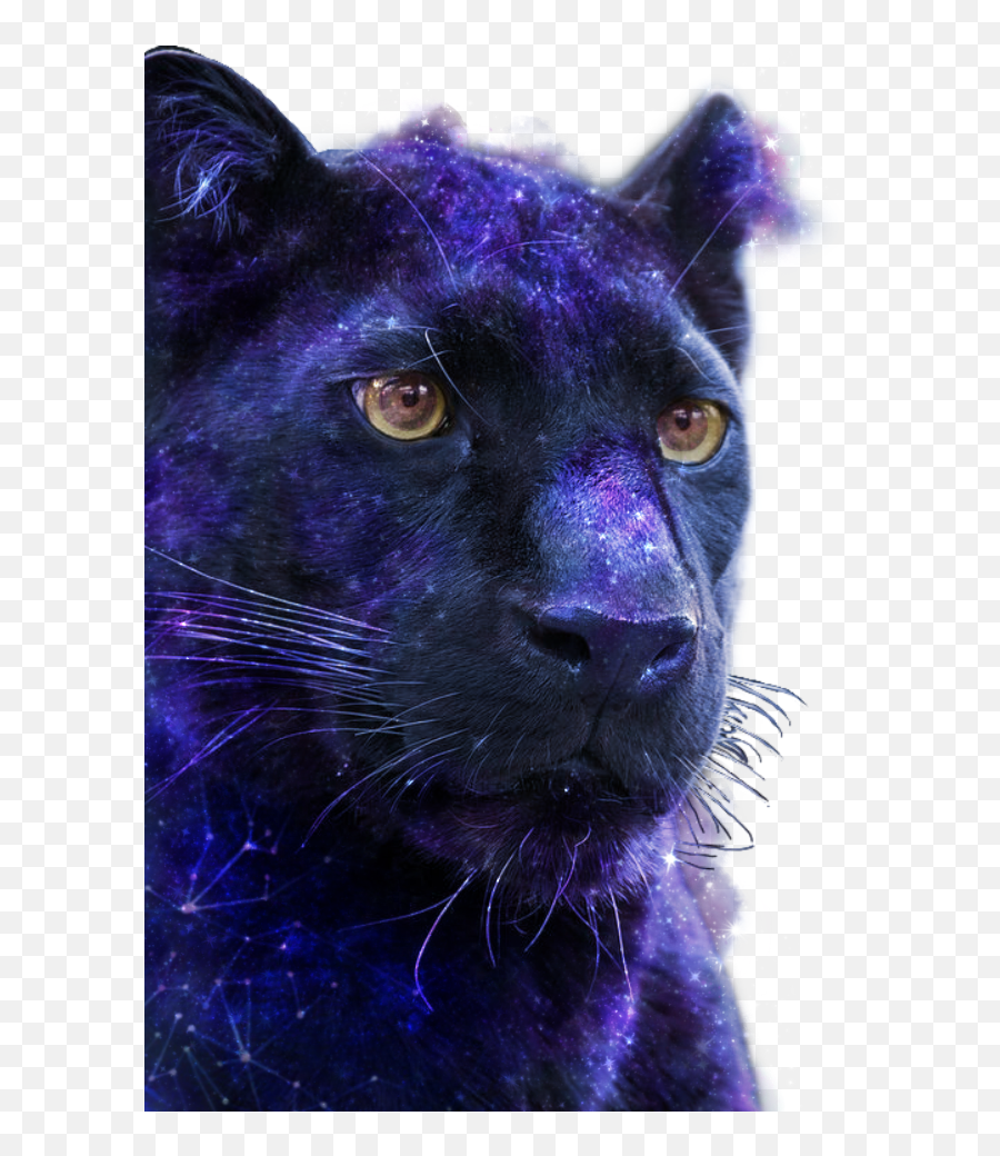 Panthers Sticker - Black Panther Emoji,Panthers Emoji