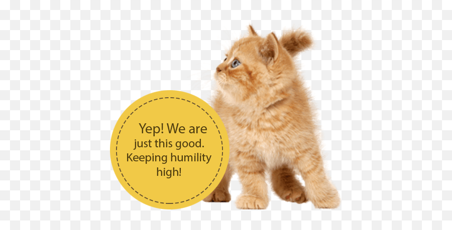 Get Emotional Support Cat Registration Letter Now Esa Cat Emoji,Letter Regarding Emotion Support Animal For Apartment