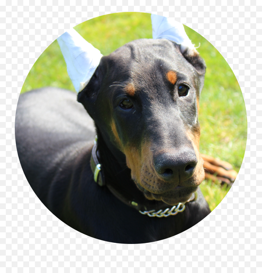 Download West Coast Doberman Ranch Is A - Martingale Emoji,West Coast Emoji