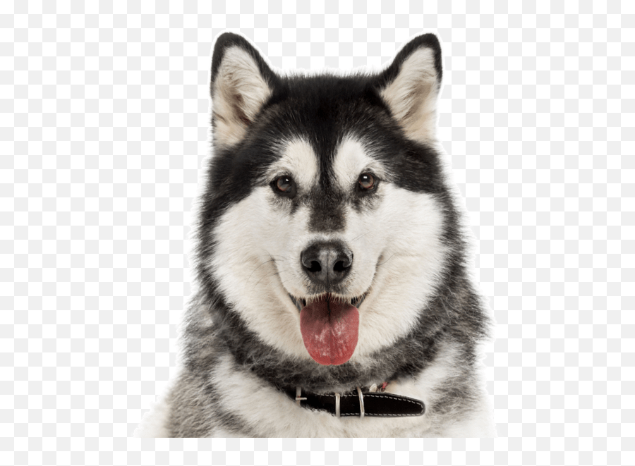 Samoyed Puppies For Sale - Adoptapetcom Alaskan Malamute Face Png Emoji,Bernese Mountain Dog Emoji