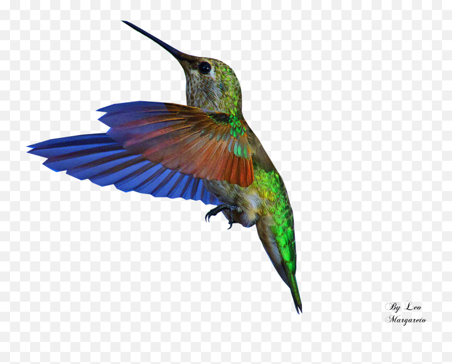 Transparent Background Gif Bird Clipart - Transparent Animated Bird Gif Emoji,Hummingbird Emoji