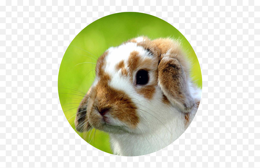 El Lenguaje De Los Conejos - Entrenar Un Conejo Emoji,Emoticon Saca Lengua Y Ando Besito