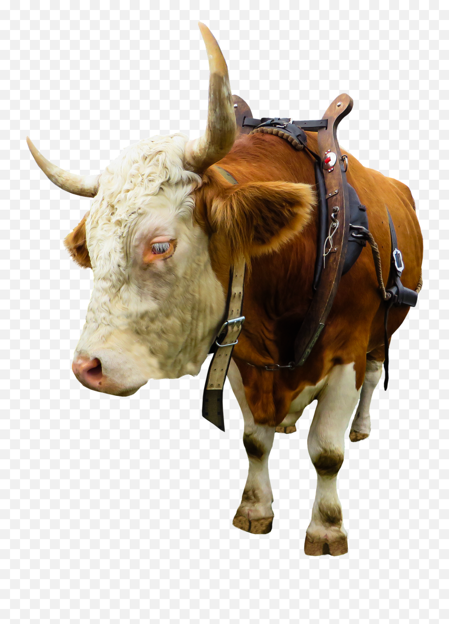 animal-cow-ox-beef-isolated-yoke-emoji-emotion-significado-de-trouxa