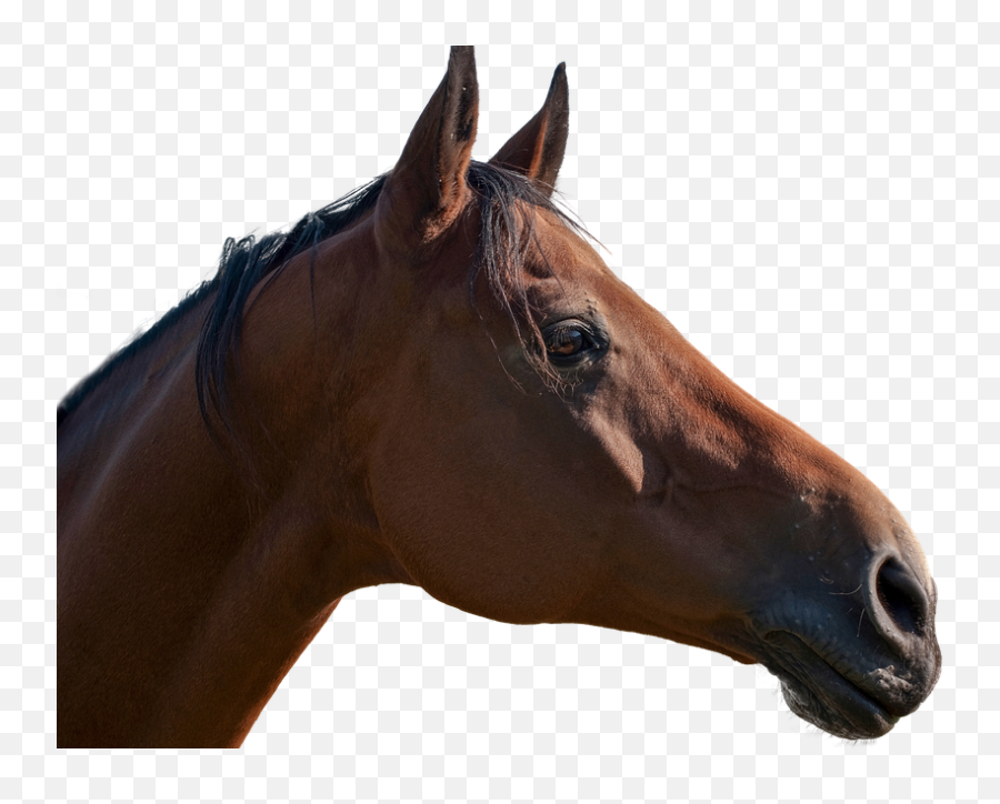 Free Photo Horses Horse Ride Horse Head - Max Pixel Cheval Tête Png Emoji,Emotion Horse Rider Metaphor