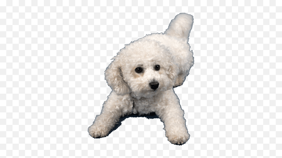 Via Giphy Cute Dogs Snow Dogs I Love Dogs - Bichon Frise Gif Transparent Emoji,Ferociously Adorable Emoticons