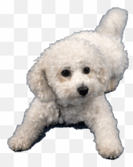 Via Giphy Cute Dogs Snow Dogs I Love Dogs - Bichon Frise Gif Transparent Emoji,Ferociously Adorable Emoticons