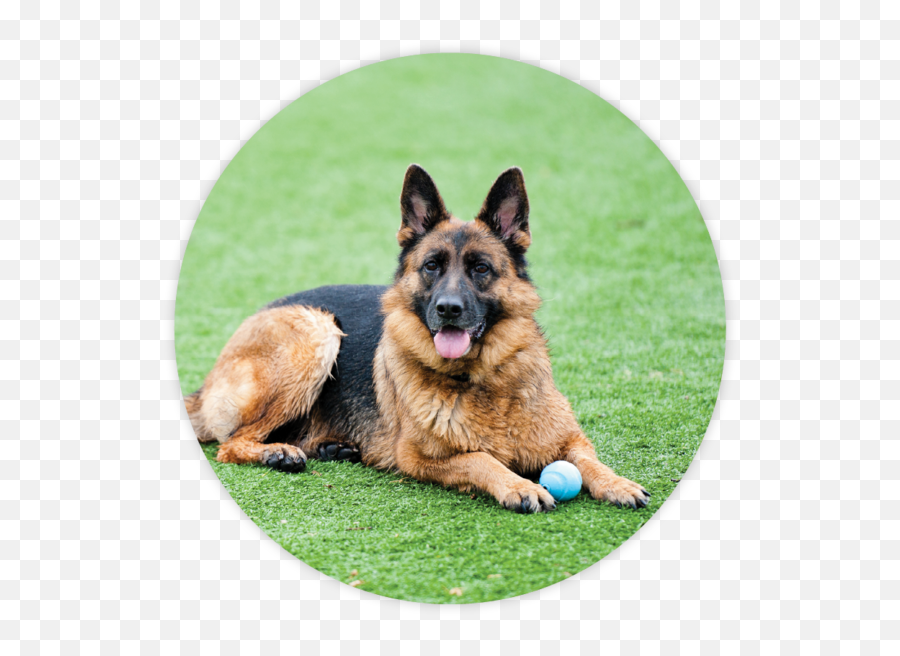 Bark Away Doggie Daycare - Old German Shepherd Dog Emoji,German Sheppherd Emotions Based On Ears