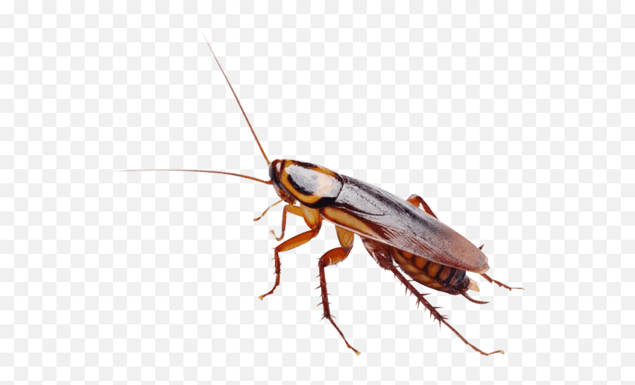 Cockroaches In Your Restaurant Kitchen - Atrae A Las Cucarachas Emoji,Facebook Cockroach Emoticon