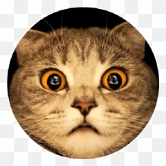 Updated Cat Funny Sticker For Wastickerapps Pc Emoji,Tabby Emojis Transparent